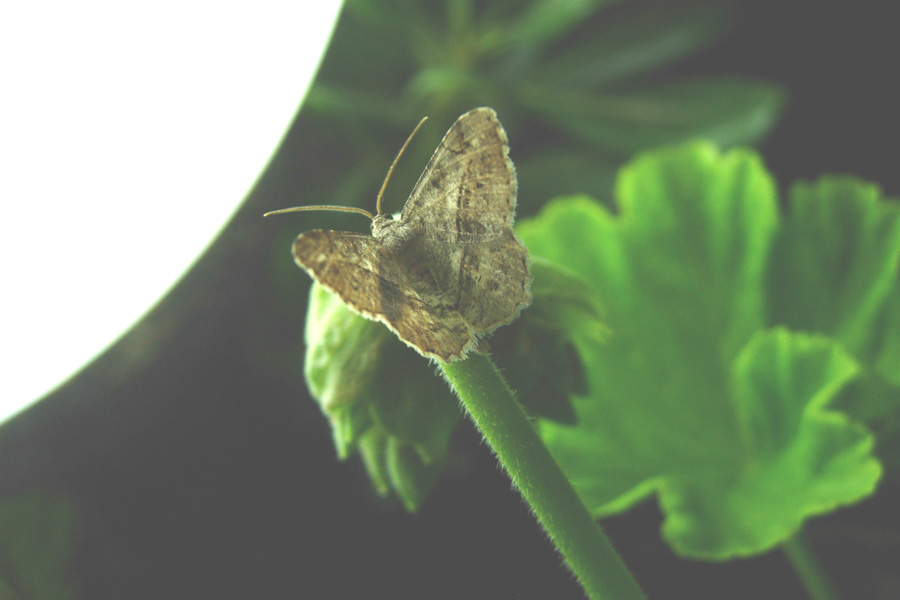 Altre farfalle da Creta